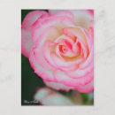 Recherche de rosa cartes postales Rose