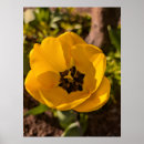 Zoek naar gele tulpen posters Botanisch