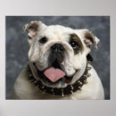 Zoek naar engelse buldog posters Bulldog