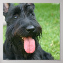 Recherche de scottish posters Chiot