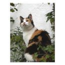 Recherche de copies de chat photographie Pour tous