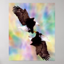 Zoek naar adelaar posters Vleugels