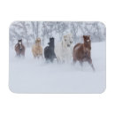 Recherche de courant magnets Cheval
