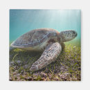 Recherche de tortue mer magnets Sable