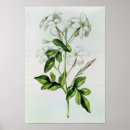 Recherche de jasmin posters Plante