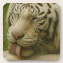 Recherche de tigre blanc dessous de verres Animal sauvage