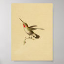 Recherche de colibri throated Rouge