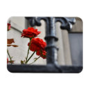 Recherche de fleurs rouges magnets Photographie