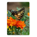 Recherche de papillon orange magnets Fleur