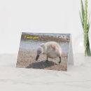 Zoek naar zwanen fotografie Schattig