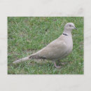 Recherche de colombes cartes postales animaux