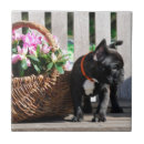 Recherche de bouledogue français carreaux Animaux
