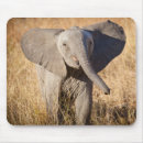 Recherche de la savane tapis souris Faune