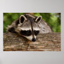 Recherche de faune posters Panda