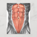 Recherche de muscle humain cartes postales Physiologie