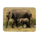 Zoek naar afrikaanse olifanten magneten Kalf