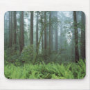 Recherche de arbres forestiers tapis souris Parc national