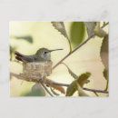 Recherche de nid cartes postales Animal