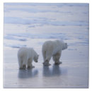 Recherche de ours blanc carreaux Faune