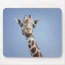 Recherche de tête girafe tapis souris Nature