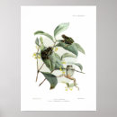 Zoek naar boomkikker posters Wilde dieren