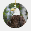Zoek naar roofvogel ornamenten Adelaar