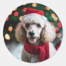 Recherche de chien de caniche autocollants Mignon