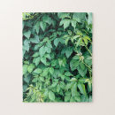 Recherche de feuille de raisin Vert