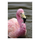 Recherche de captifs posters Animal