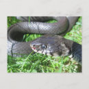 Recherche de serpents cartes postales Animal