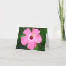 Recherche de de ketmie photographie Floral
