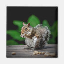 Recherche de collecteur magnets Nature