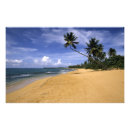 Recherche de plage porto rico posters Arbre