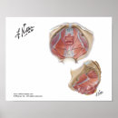 Recherche de pelvien posters Anatomie