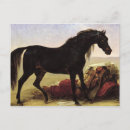 Recherche de cheval arabe cartes postales Mâle