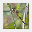 Recherche de macro magnets Animaux