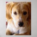 Recherche de race mélangée posters Chien