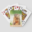 Recherche de marmotte jeux de cartes Mammifère
