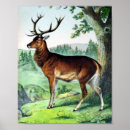 Recherche de noël animal posters Cerf