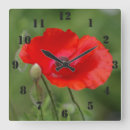 Recherche de pavots horloges Pavot rouge
