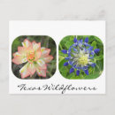 Zoek naar wildflowers briefkaarten Wildbloemen