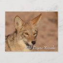 Recherche de coyote Faune