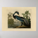 Zoek naar louisiana heron posters Audubon