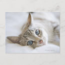 Recherche de joli chat cartes postales Animal
