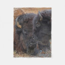 Recherche de bison américain Faune
