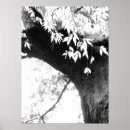 Zoek naar photography posters Nature