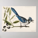 Recherche de bluejays posters Nature