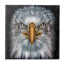 Recherche de aigle carreaux Oiseaux
