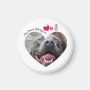 Zoek naar pitbulls magneten Puppy