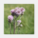 Zoek naar purple magneten Foto